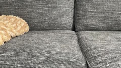 majortazer online show from February 2025 10:58:01 PM