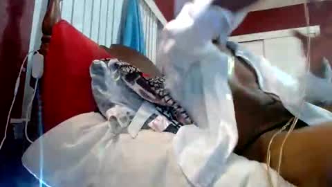 Reparations for the departed online show from October 2025 06:58:02 AM