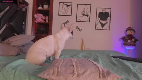 Mar online show from January 2025 04:11:02 AM