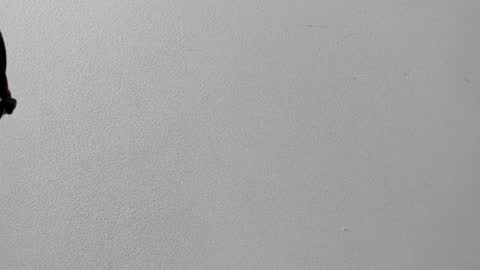 mia online show from October 2025 12:37:02 PM