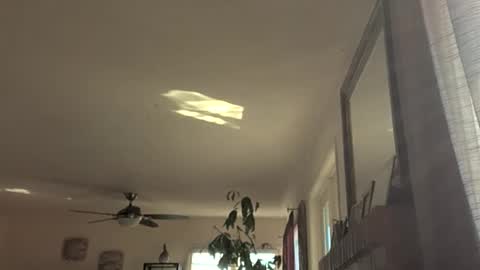 Monkee Dance online show from November 2025 09:19:02 PM