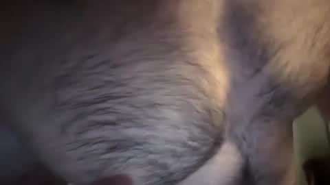 musclehair3 online show from February 2025 07:17:02 PM