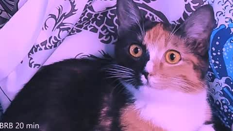 Monday-Friday 12-4 AM and 6-9 AM New York time online show from January 2025 11:36:02 PM