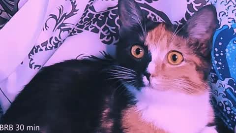 Monday-Friday 12-4 AM and 6-9 AM New York time online show from February 2025 11:11:01 PM