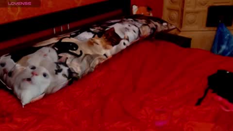 housewife Eva online show from January 2025 05:49:02 PM