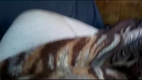 Matt online show from December 2024 07:36:01 PM