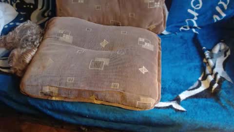 Lilly  online show from February 2026 07:38:02 AM