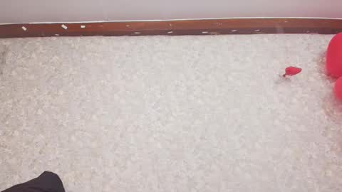 Nicol online show from February 2025 07:17:02 PM