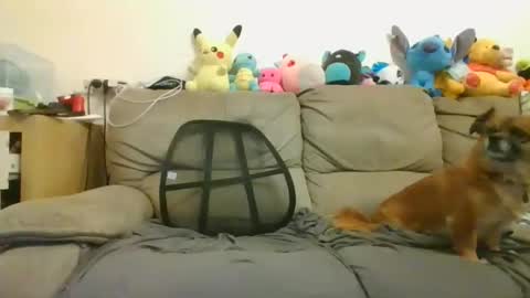 Brian and Logan Brogan online show from January 2025 08:52:01 AM