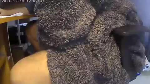 nineinchhard online show from December 2024 12:01:02 PM