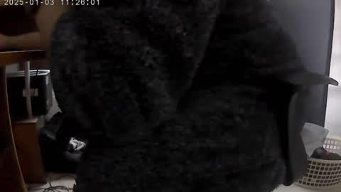 nineinchhard online show from January 2025 11:25:01 AM