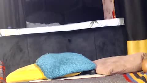 Noir Thats My Name Call Me Bablicious online show from December 2024 10:03:01 PM