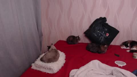 Olivia online show from December 2024 08:54:02 PM