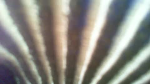ontgrown online show from January 2025 07:13:02 PM