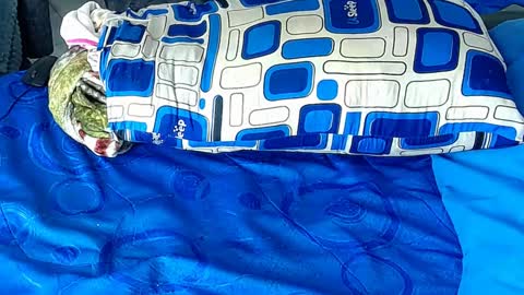 Yura independent  model online show from January 2025 12:35:02 PM