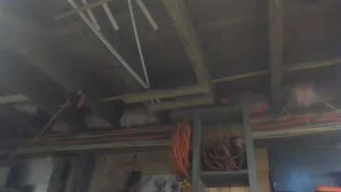 paulstetson online show from December 2024 03:53:02 PM