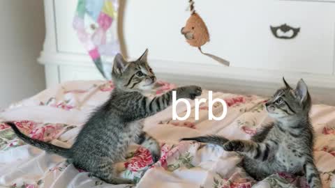 Kitty online show from November 2025 07:08:02 PM