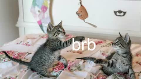 Kitty online show from July 2026 08:40:02 AM