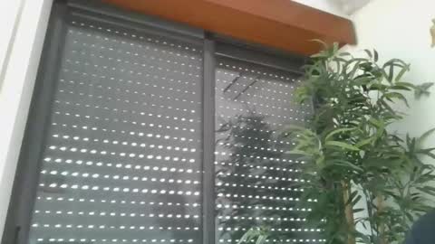 portugalerect online show from January 2026 10:17:02 AM