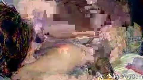 dikud0wn online show from November 2025 04:26:02 AM