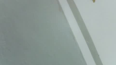 Rose online show from November 2025 08:24:01 AM