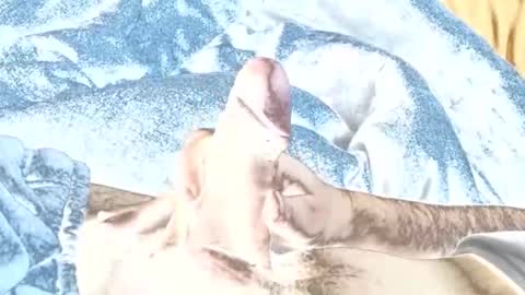 Snapshot of rabo_rico chatting on February 2026 10:14:01 AM rabo_rico online show from February 2026 10:14:01 AM