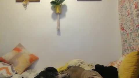 RoastingCorn online show from March 2025 03:59:02 AM