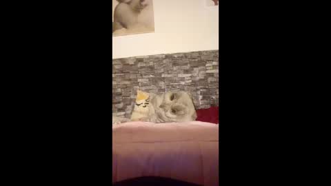 Snapshot of romylachienne chatting on January 2026 02:59:02 AM romylachienne online show from January 2026 02:59:02 AM