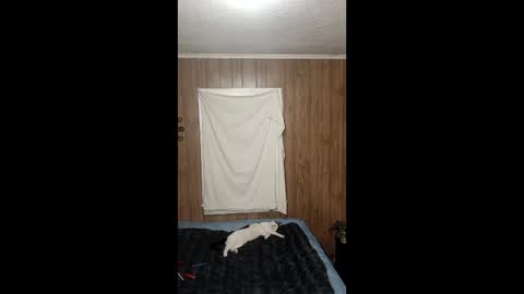 PupTwink online show from February 2026 07:46:01 AM