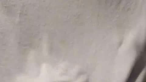 Penoso online show from January 2026 03:01:02 AM