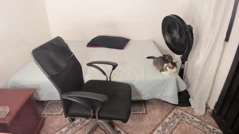 Julius Novachrono  online show from January 2025 11:38:02 PM