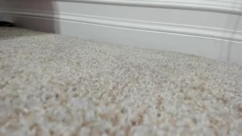 FerrariManni online show from December 2024 02:28:01 PM