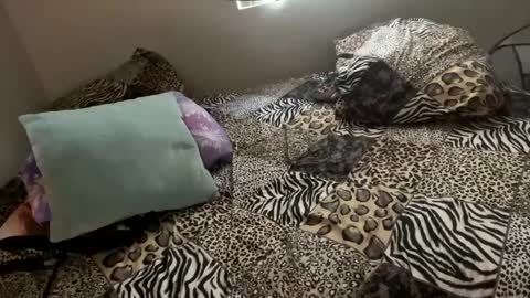 Shaman Woman online show from December 2024 11:57:02 PM