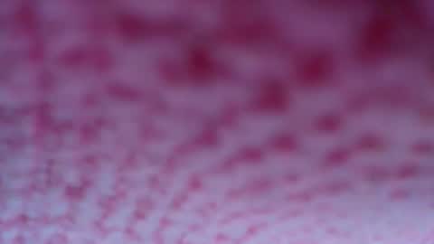 shelsyzevee_ online show from October 2025 04:50:01 PM