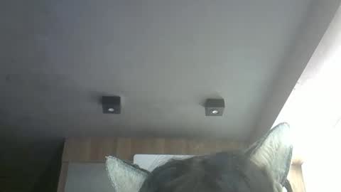 Snapshot of skinnykittencam chatting on May 2026 11:51:02 AM skinnykittencam online show from May 2026 11:51:02 AM