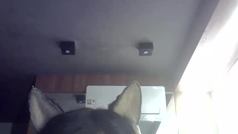 Snapshot of skinnykittencam chatting on May 2026 09:29:02 AM skinnykittencam online show from May 2026 09:29:02 AM