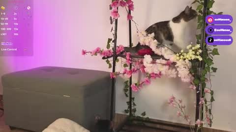 IG Soffimoon   I THANK YOU FOR LEAVING YOUR FOLLOW online show from October 2025 02:21:01 AM