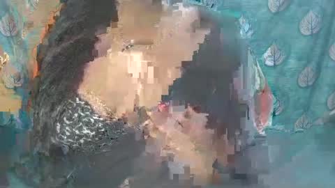 Sophia Tamil online show from February 2025 08:38:01 AM