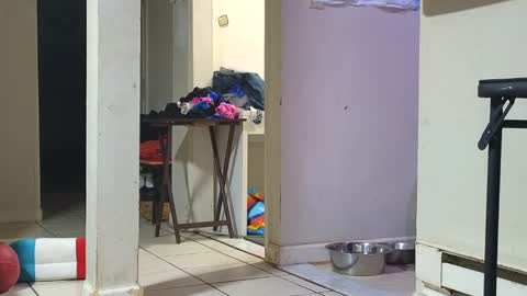 Snapshot of stacytasteme chatting on January 2025 12:45:02 PM Submissive Slut LOVES adoration online show from January 2025 12:45:02 PM