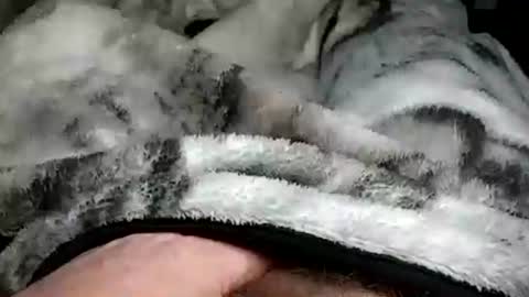 stargazor online show from December 2024 10:05:02 AM