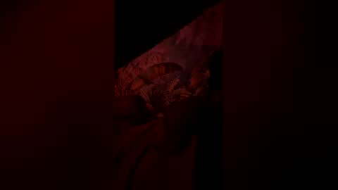 tacovegan4 online show from January 2026 07:23:02 AM