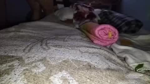 tangaxhentai3 online show from January 2025 12:48:02 AM