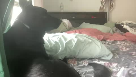 Snapshot of throatyygoat chatting on September 2025 06:53:02 PM throatyygoat online show from September 2025 06:53:02 PM