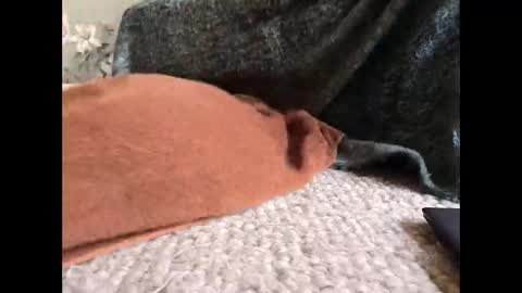 Veined lollypop online show from March 2026 09:21:02 AM