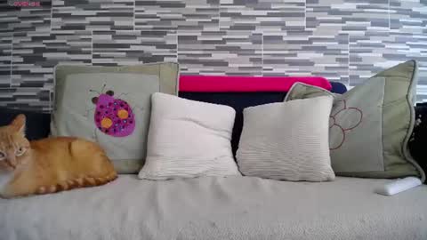 Violeta Gmez online show from July 2026 04:11:01 PM