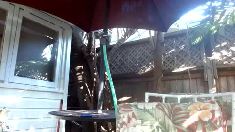 vtcd online show from February 2025 09:28:01 PM