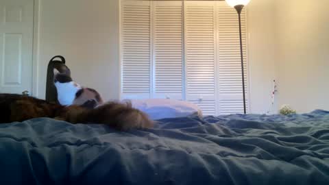 weedwacker43 online show from February 2025 10:53:02 PM