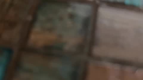 VI online show from February 2026 10:19:02 AM