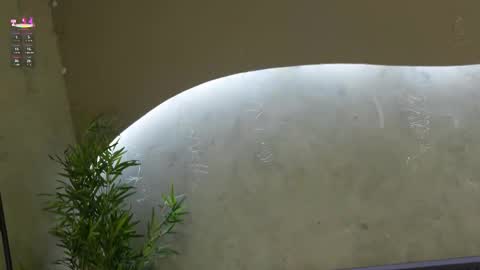 Ms Willow online show from March 2026 11:48:02 AM