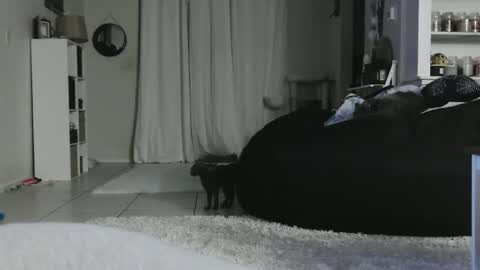 Crystal Lake online show from January 2025 05:20:01 AM